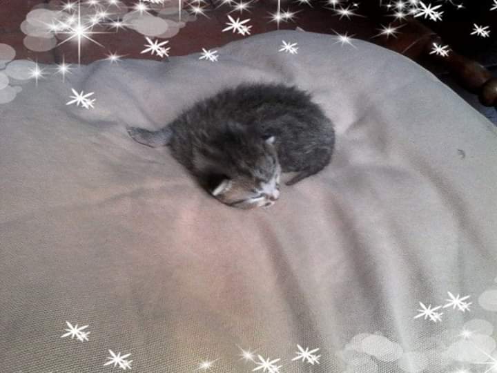 Vita da gatti