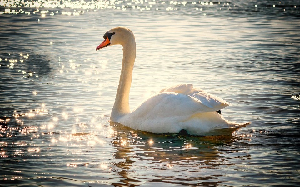 Il Cigno e gli anatroccoli